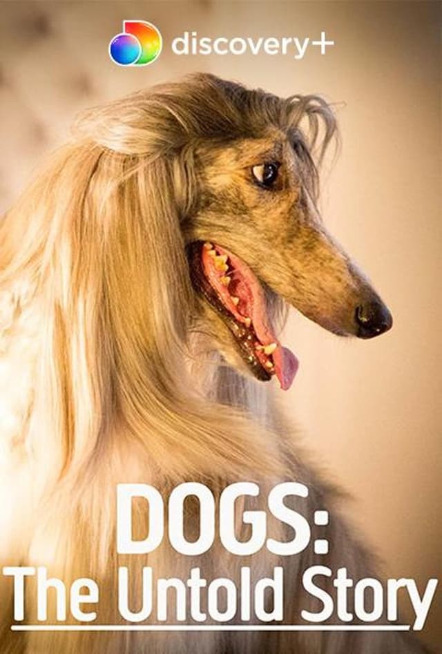 كلاب: قصة لم تسمع بها