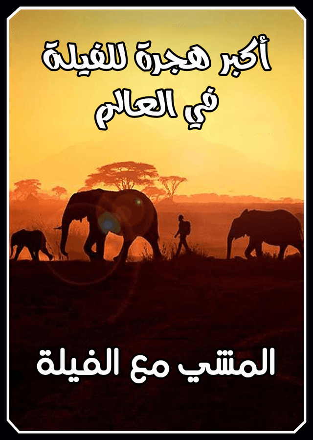 المشي مع الفيلة